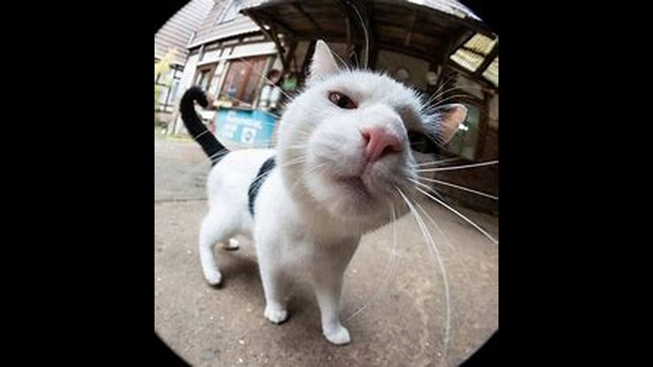 Funny Cats Compilation(Most popular) Part 1