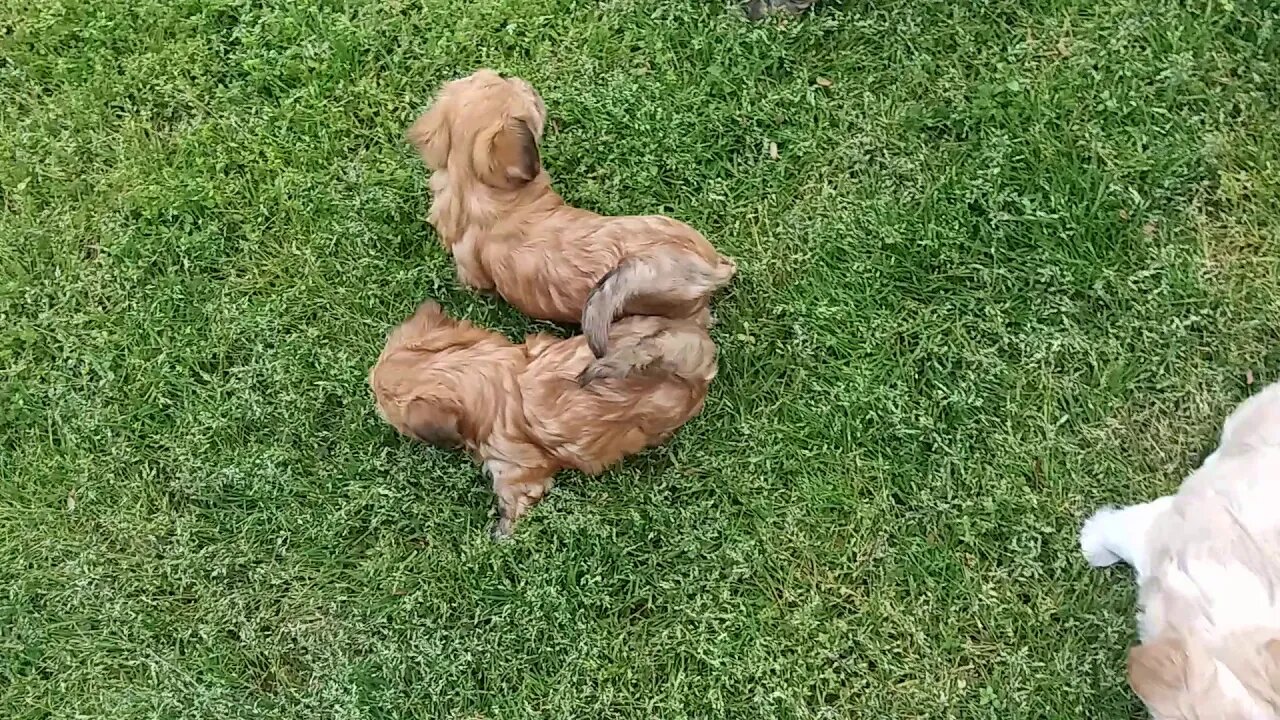 H Litter Goes Outside!(2)