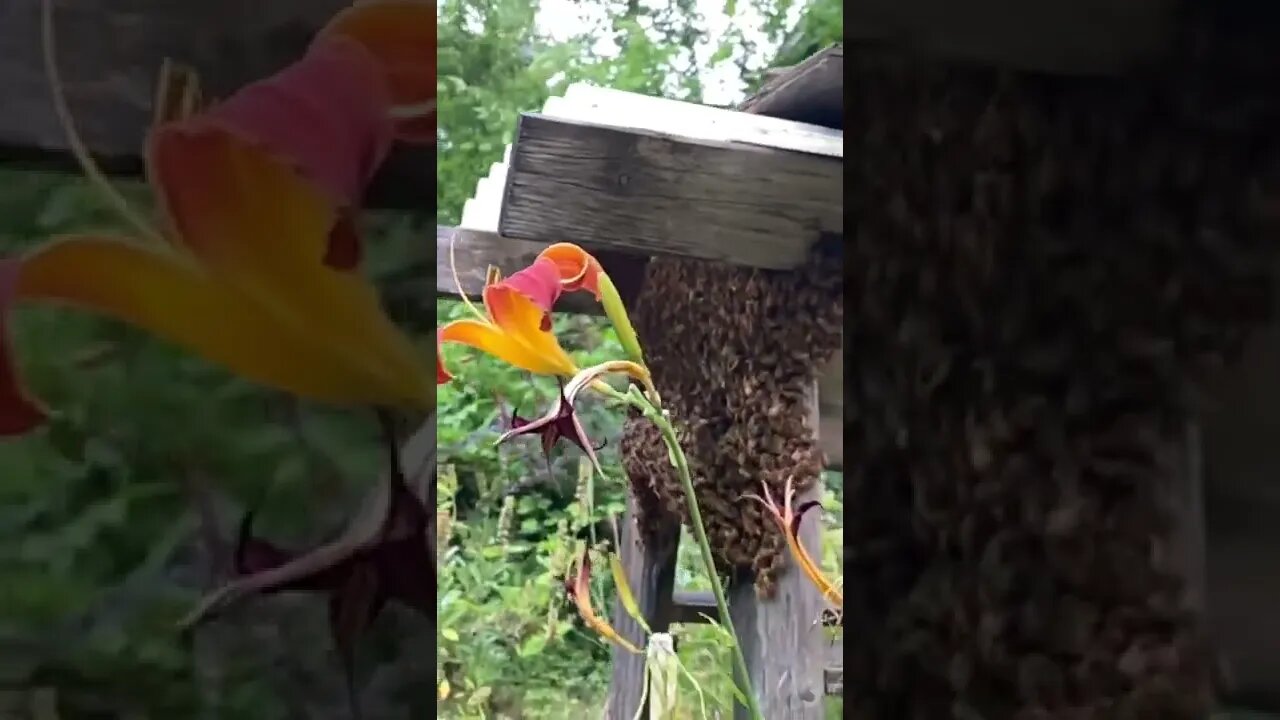 #storytime #beekeeping