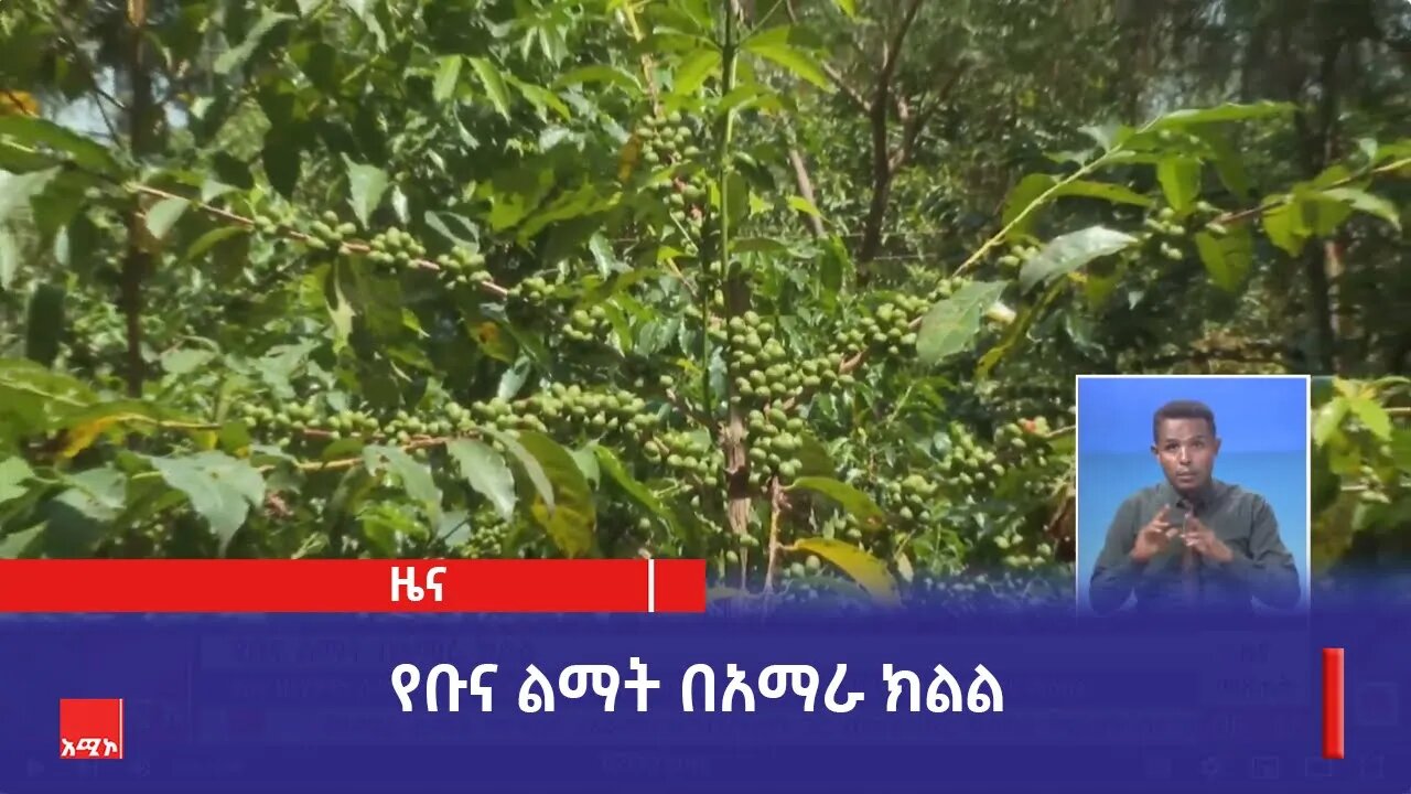 የቡና ልማት በአማራ ክልል