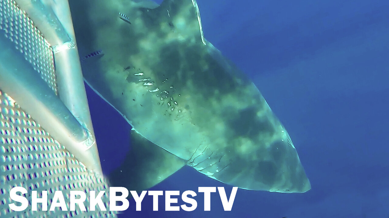 Submarine Sharks Caught on Camera, Shark Bytes TV Ep 37, Rare Massive Great White Covered in Scars