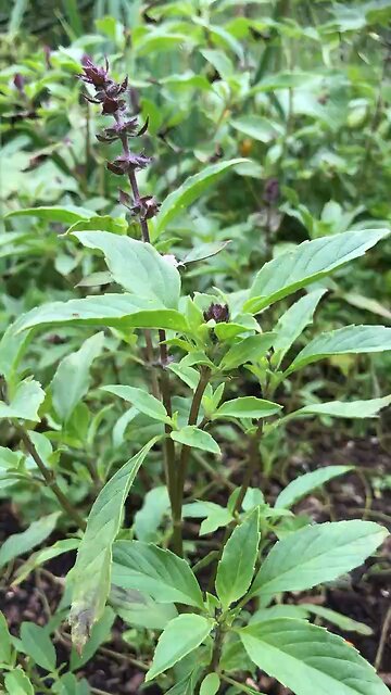 Tulsi Sacred Basil Holy Basil (Ocimum tenuiflorum)