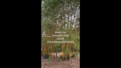 Watch this Hawaiian Gold Bamboo Glow