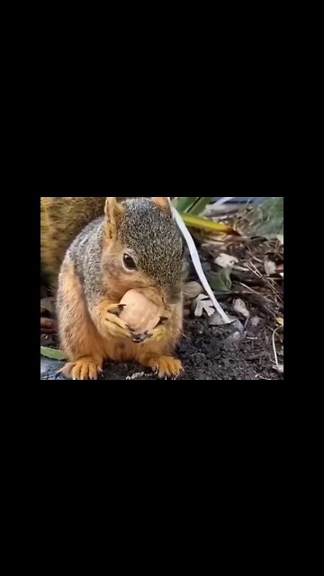 What a pretty Squirrels