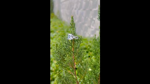 Silver rings for female