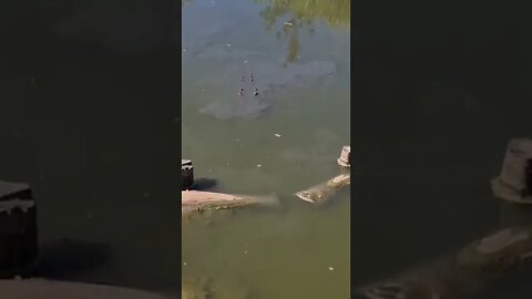 JACARÉ GIGANTESCO 😱😱😱 #shorts