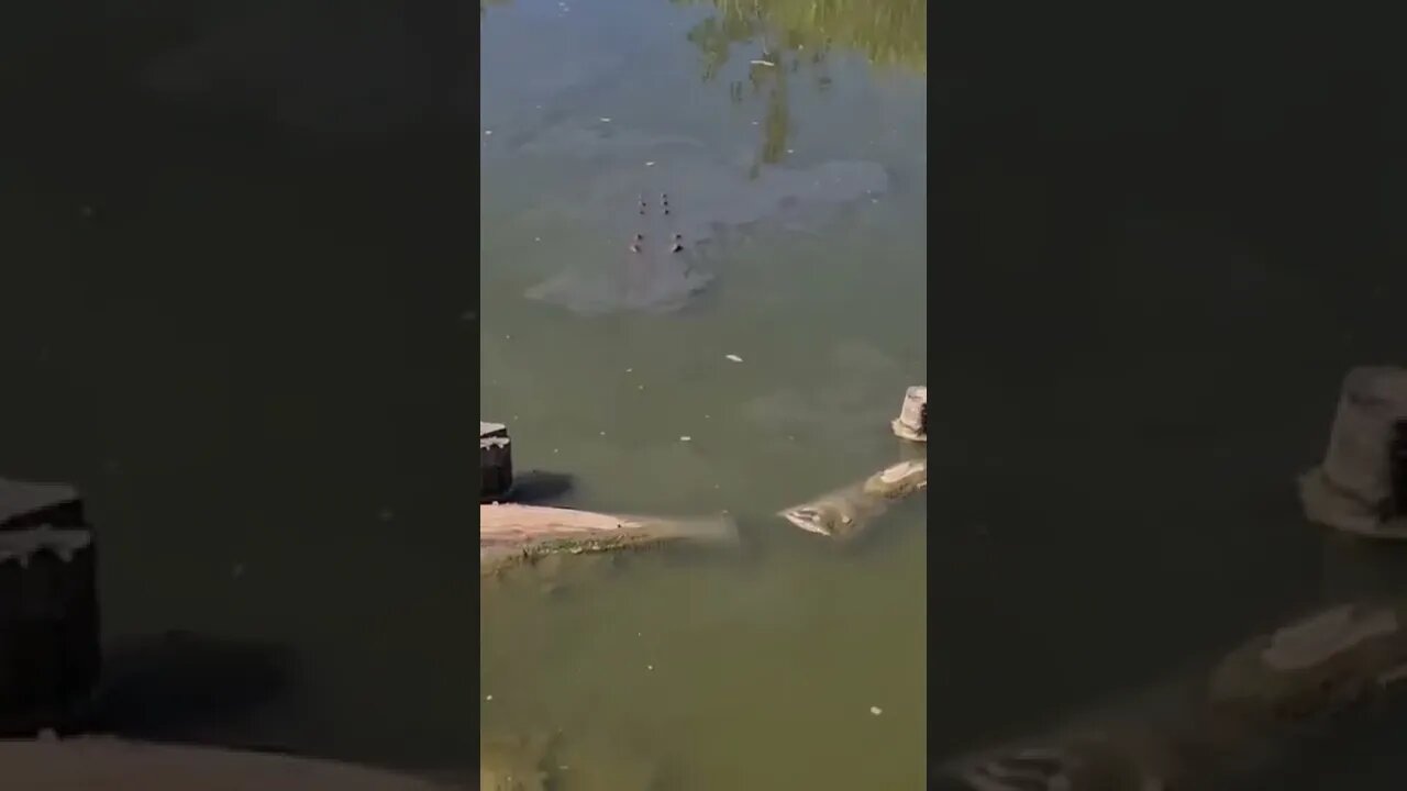 JACARÉ GIGANTESCO 😱😱😱 #shorts