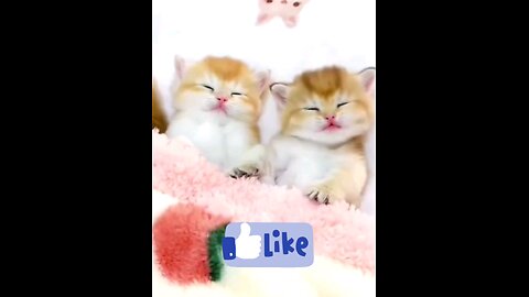 so _beautiful_cute__kitten_ ppa_piu_piu_piu_🐯😱😱😜