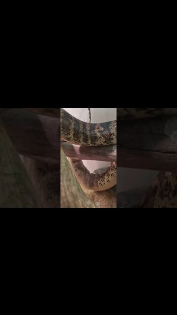 Darwin Carpet Python Shedding his Skin