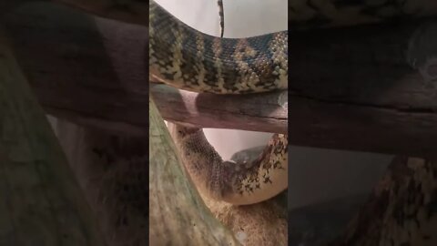 Darwin Carpet Python Shedding his Skin