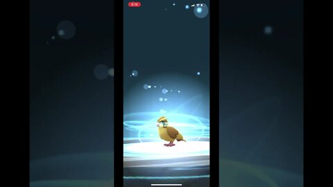 Pokémon Go - Evolving Pidgey Into Pidgeot Showcase #Shorts