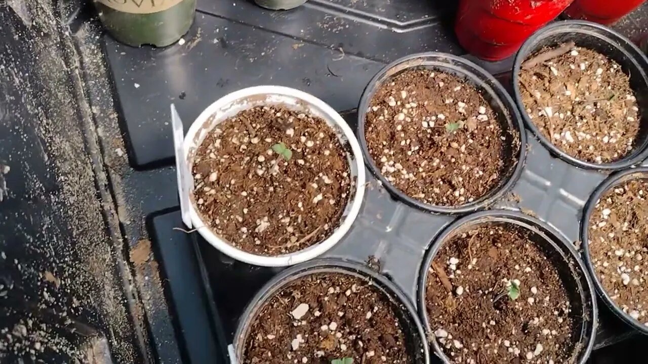 🌱 update. AJ greenhouse. Smokedout420