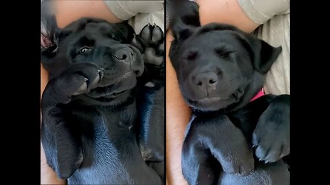 Laugh Out Loud with Man's Best Friend: The Funny and Fascinating Antics of a Labrador Dog