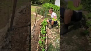 Growing our own food, garden walk, and harvest! 🥬 #shorts #viral #tiktok
