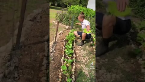 Growing our own food, garden walk, and harvest! 🥬 #shorts #viral #tiktok