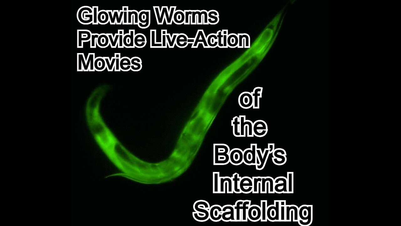 Glowing Worms Provide Live-Action Movies of the Body’s Internal Scaffolding