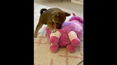 Shiba inu puppy play with her first stuffed animal