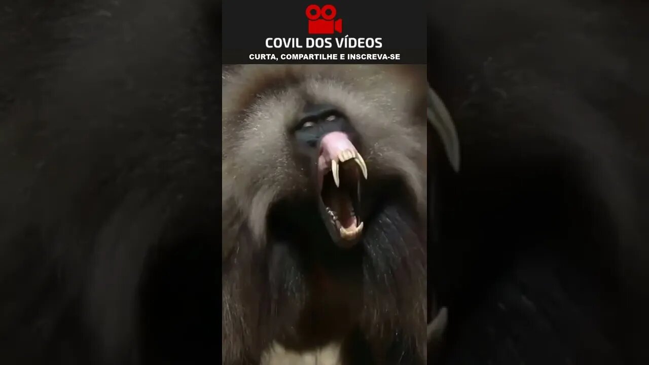 nunca mexa com esse macaco