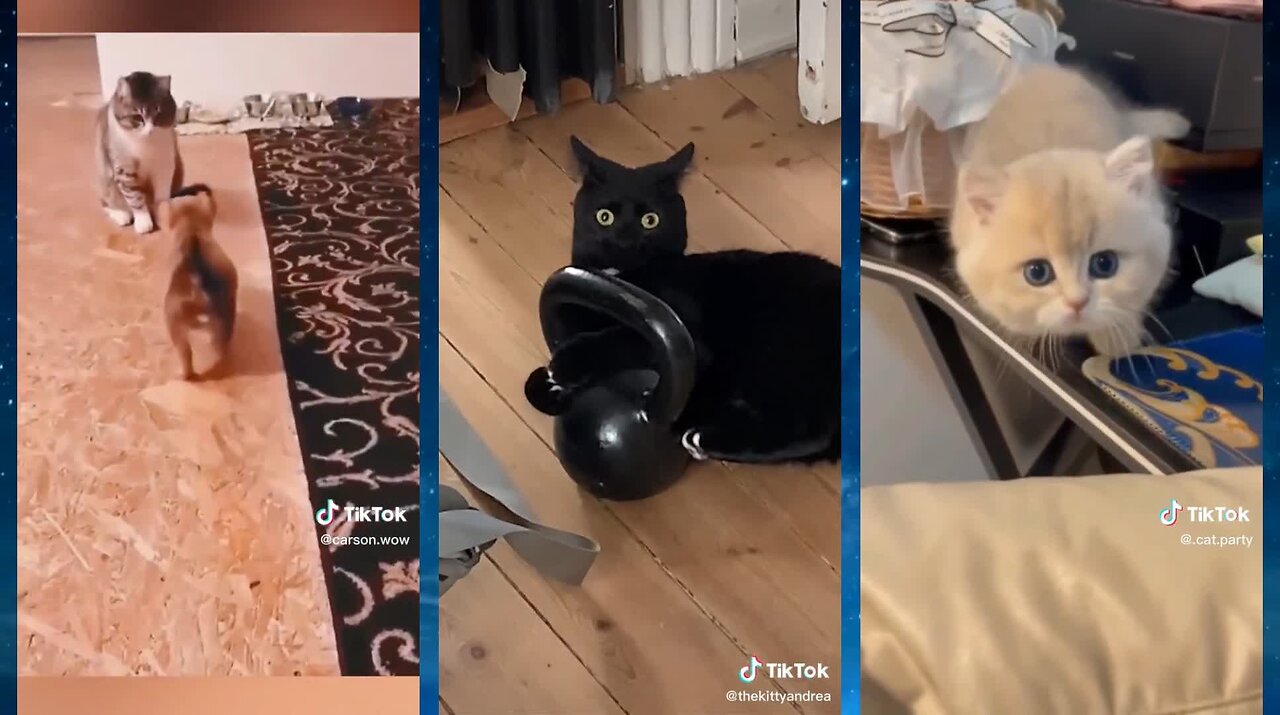 Funniest Cats of 2023 on TikTok Try Not to Laugh! 😂