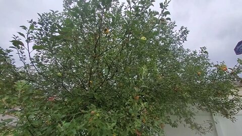 🍎 APPLES 🍏 CARROLLTON KENTUCKY UNITED STATES OF AMERICA