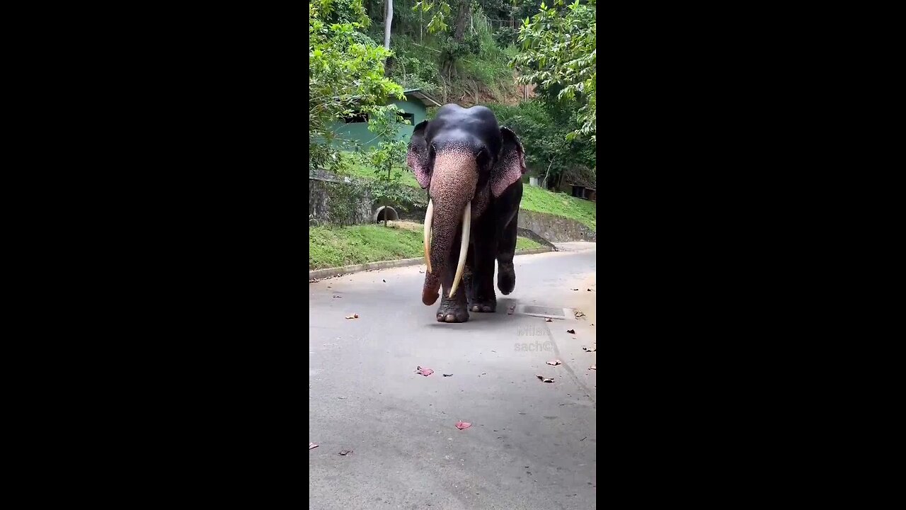 King of Elephant ♥️