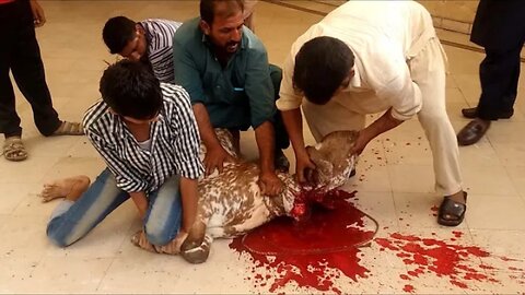 Bkra zibha kr diya