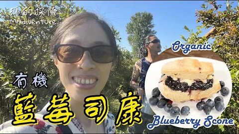美國生活 | 華盛頓州藍莓季！有機農場採藍莓 現採現做鬆軟香甜藍莓司康下午茶Use Washington U-Pick Organic Blueberry Making Blueberry Scone