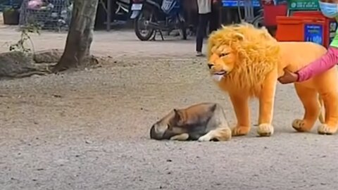Troll Prank Dog Funny & fake Lion and Fake Tiger Prank To dog & Huge Box Prank to dog
