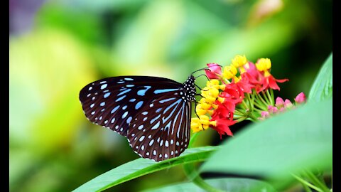 The Most Beautiful Butterfly Ever! Blue Tiger