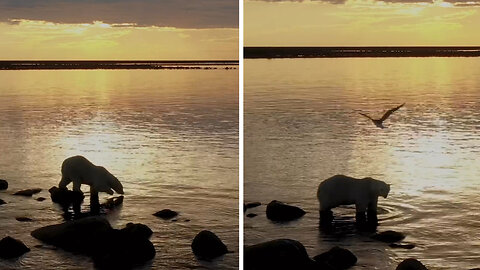 Polar bear looking for fish in the ocean