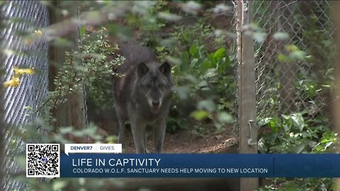 Larimer County wolf sanctuary raising money to move to larger habitat