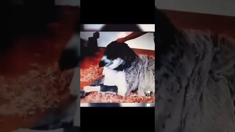 Griffin owned by Saudi Prince! Real or Fake!? #fyp #nightgod333