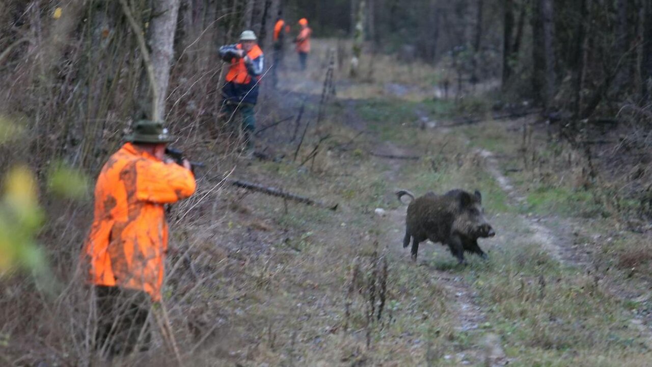 TOP 5 Charge D'un Sanglier 2021 - Wild Boar Attacks