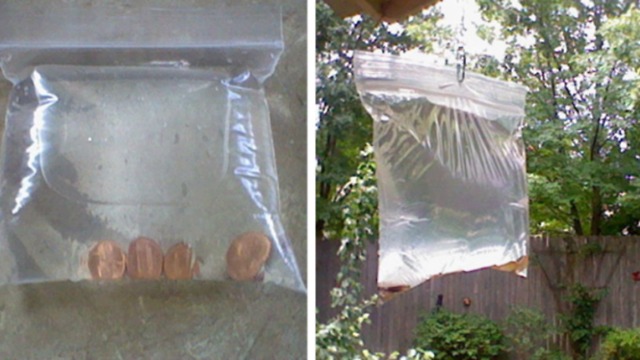 This trick will keep flies away from your barbecues all summer long