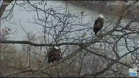 Hays Eagles Mom flies down river 2020 01 21 940am