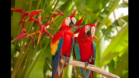 he greater bird-of-paradise has uniquely colored plumage.