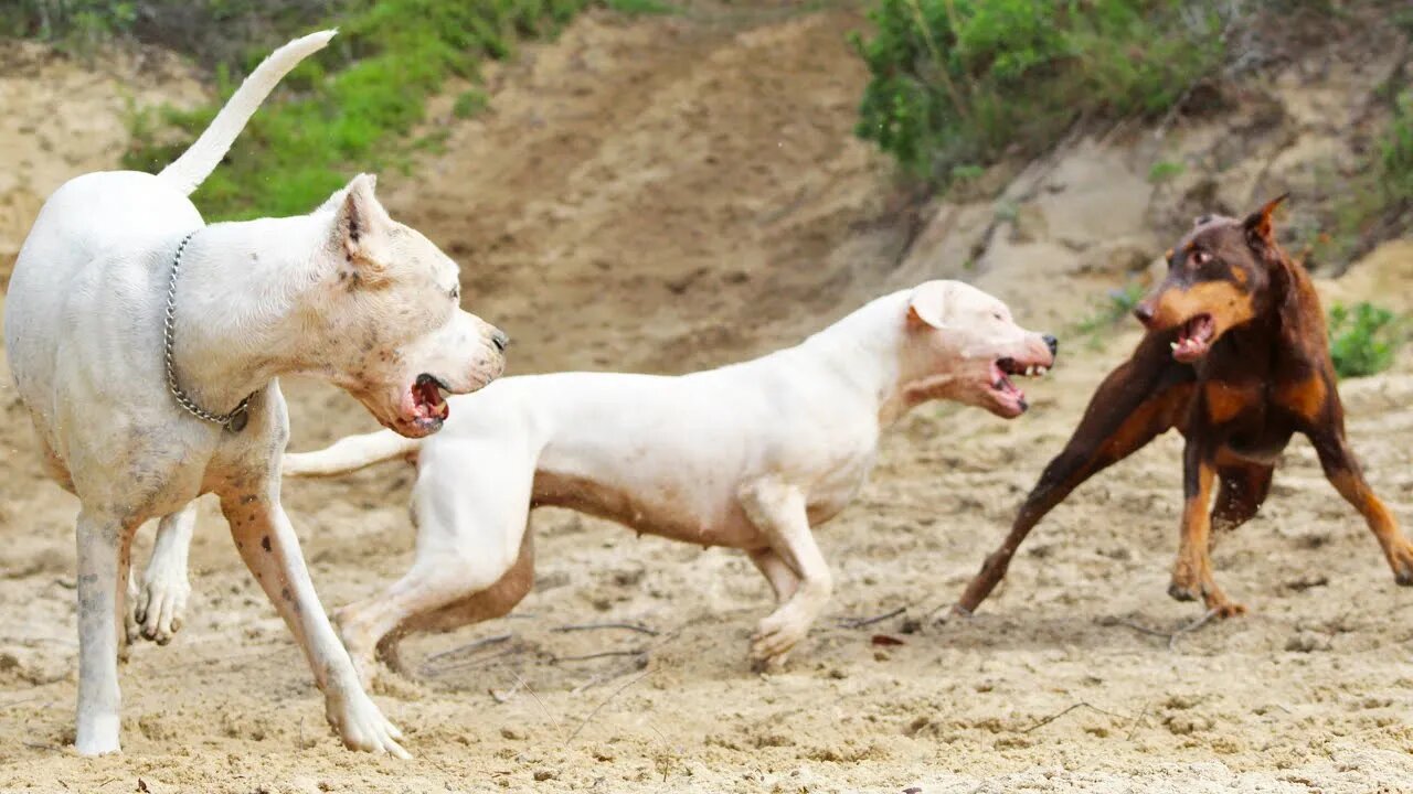 Dog Body Language: High Energy Play Between Dobermans and Dogo Argentinos (with slow motion)