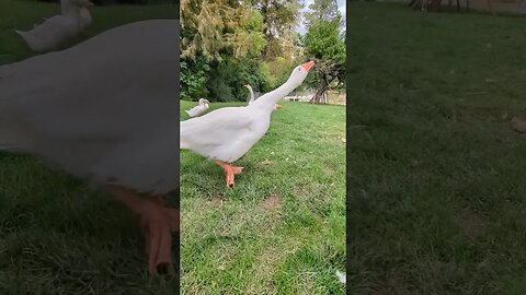 Our guard goose is great at his job! #goose #homestead #farmlife