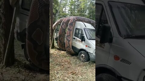 How well done art in zoo #shorts