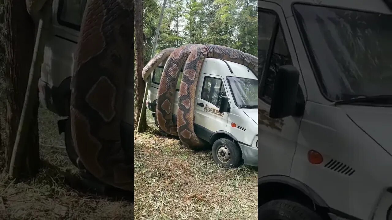 How well done art in zoo #shorts