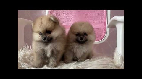 Puppies | Free HD Stock Footage | Adorable Dogs 🐶
