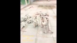 ZAP ZAP: A TURMA DO DEIXA DISSO