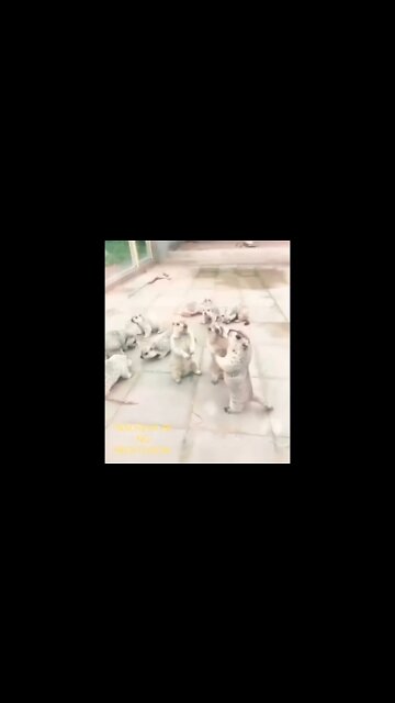 ZAP ZAP: A TURMA DO DEIXA DISSO