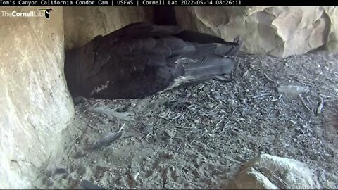 Congratulations Mom and dad on the hatch oh your baby. First seen 5:41am 5-14-22