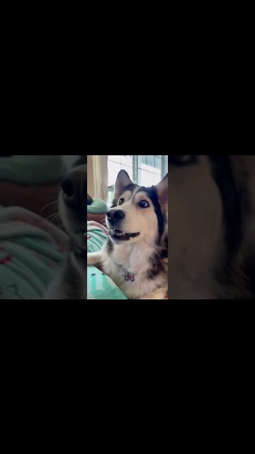 wow‼️‼️‼️ i rly need a trampoline now!!! 💕💕💕‼️‼️‼️ Great commercial. 📺 #dogsvideo #funnydogs