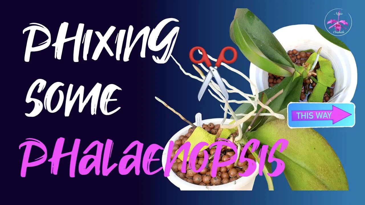 Staking Phalaenopsis | Chat about AERIAL ROOTS to cut or not to cut WHY? | Orchid Care for Beginners