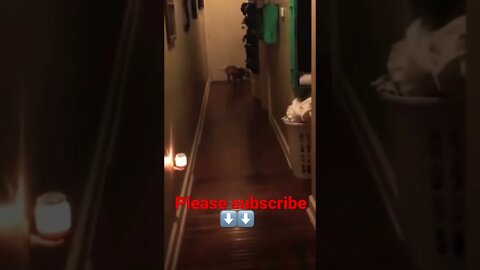 Doggo or deer? Please make this viral | #shorts | #viral | #funnydogs