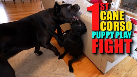 FIRST Play Fight With Bruce Wayne & Puppy