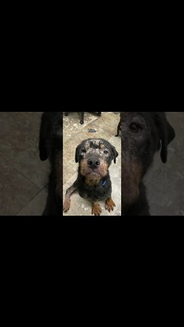 Rescue Dog Poor Rottweiler 😢 #Shorts #rottweiler #dogs