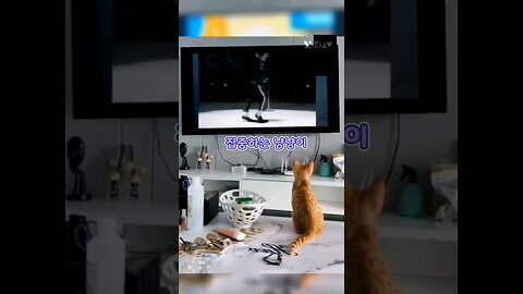 Funny cat video. so funny.